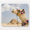 Camel with Pyramids Giza, Egypt