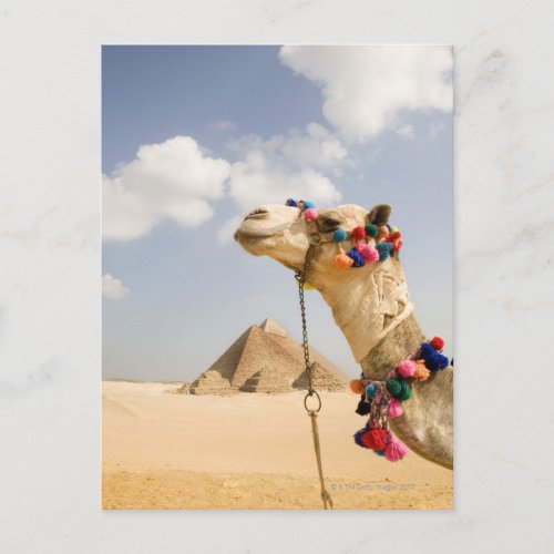 Camel with Pyramids Giza Egypt Postcard