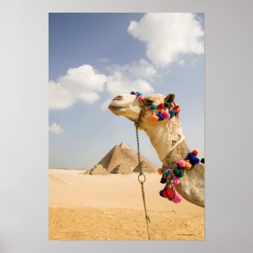 Camel with Pyramids Giza Egypt Poster