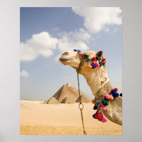 Camel with Pyramids Giza Egypt Poster