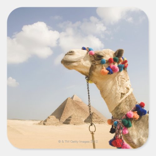 Camel with Pyramids Giza Egypt Square Sticker