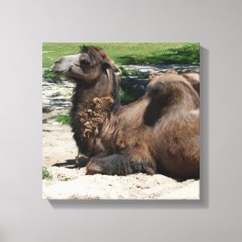 Camel Wrapped Canvas by lynnsphotos at Zazzle