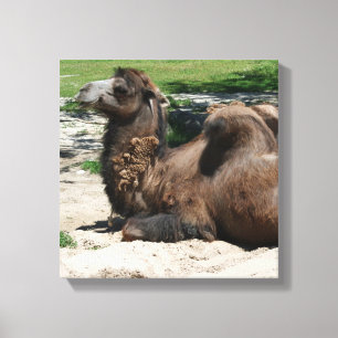 Camel Wrapped Canvas Print