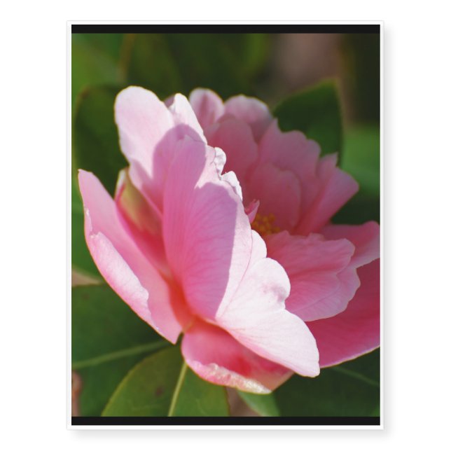 Camelia Temporary Tattoos (Front)