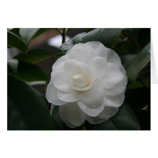 Camelia, white cards (Front Horizontal)