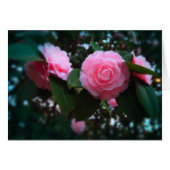Camelias (Front Horizontal)