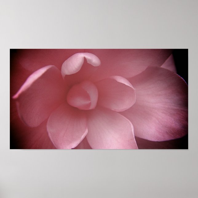 Camelias 4 poster (Front)