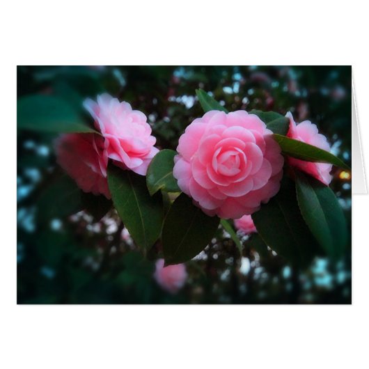 Camelias Cards (Front Horizontal)