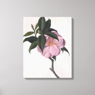 Camellia 1998 canvas print