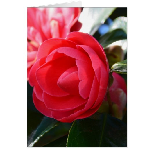 Camellia Blossom Cards (Front)