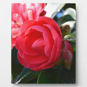 Camellia Blossom Plaque