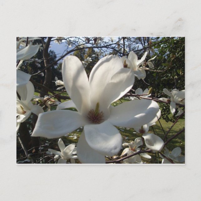 Camellia Blosson Postcard (Front)