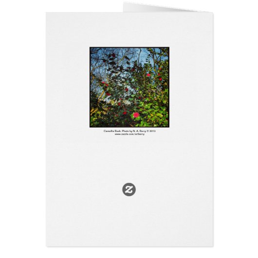 Camellia Bush. (Back)