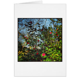 Camellia Bush.