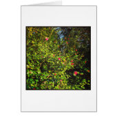 Camellia Bush 02. (Front)