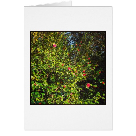 Camellia Bush 02. (Front)