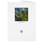 Camellia Bush. Cards (Back)