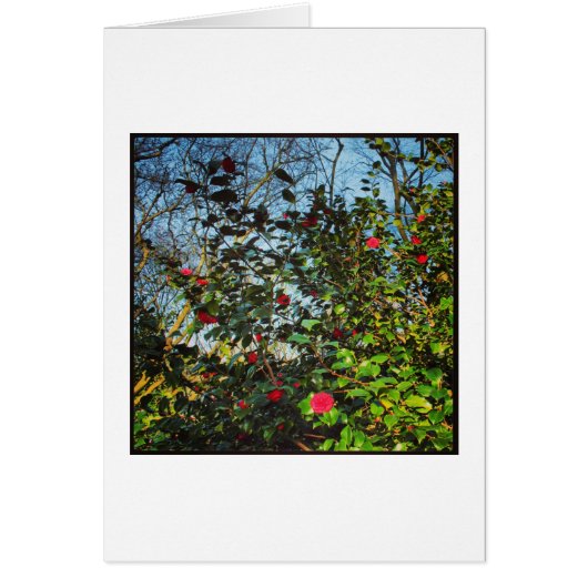 Camellia Bush. Cards (Front)