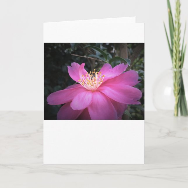 Camellia, card (Front)