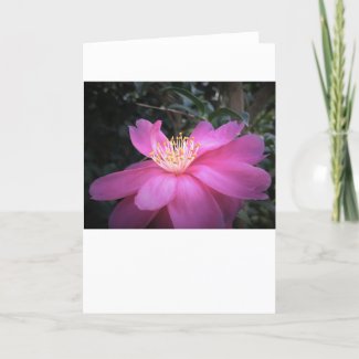 Camellia, card