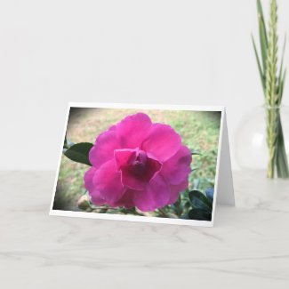 Camellia, card