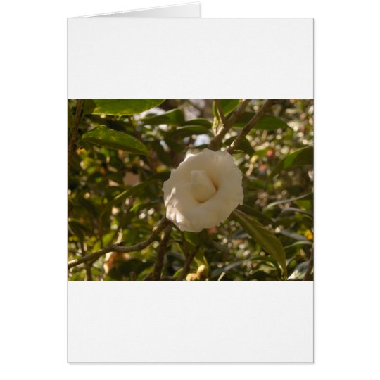 Camellia Card