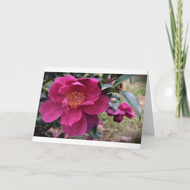 Camellia, Card (Front)