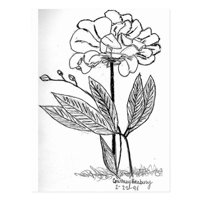 Camellia Drawing Post Cards