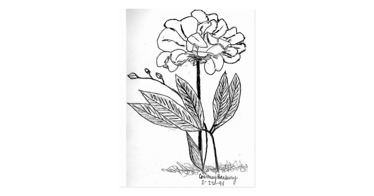 Camellia Drawing Postcard | Zazzle.com