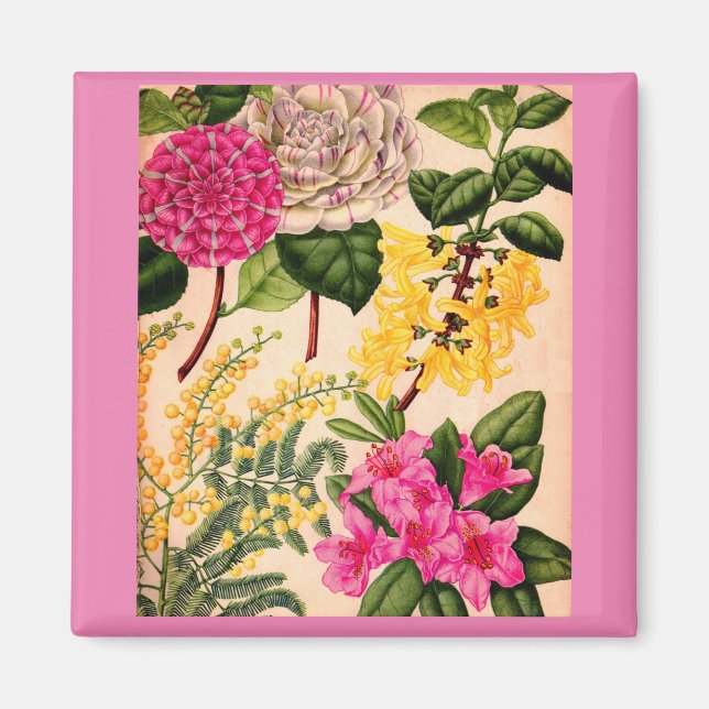 camellia, forsythia, rhododendron and acacia magnet (Front)