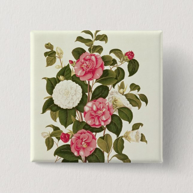 Camellia  from "A Monograph on the Genus' Pinback Button (Front)