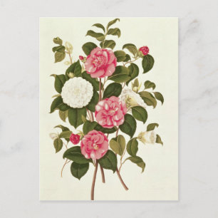 Camellia from "A Monograph on the Genus' Postcard