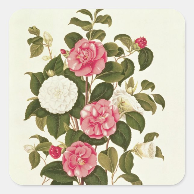Camellia  from "A Monograph on the Genus' Square Sticker (Front)