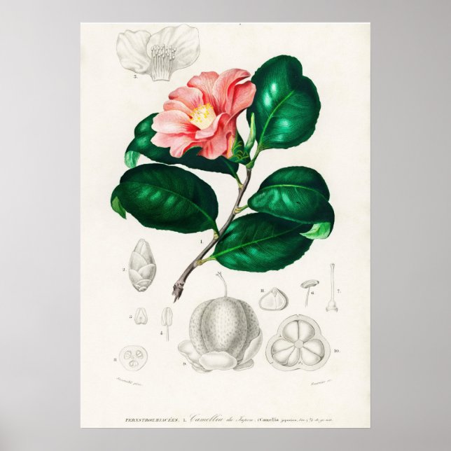 Camellia japonica (Camélia du Japon) Poster (Front)