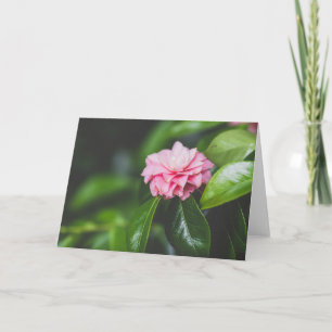 Camellia Japonica Card