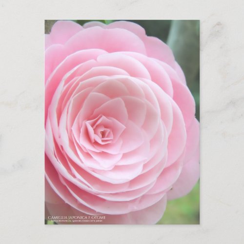 Camellia japonica f otome postcard