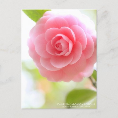 Camellia japonica f otome postcard