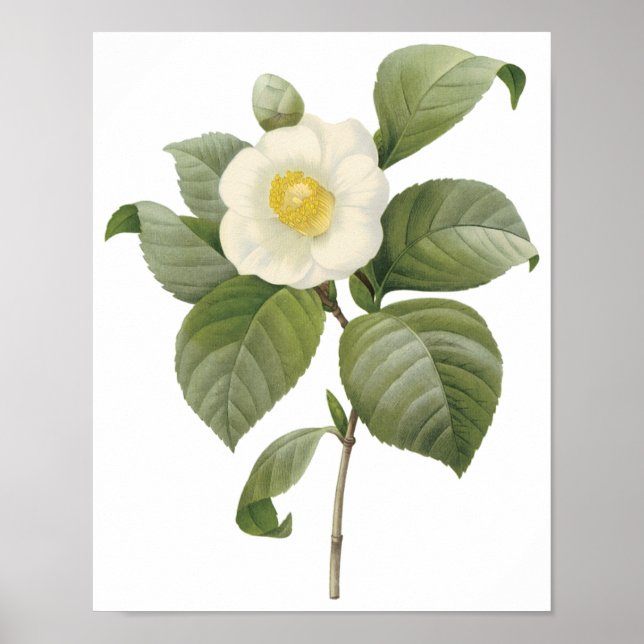 Camellia Japonica Poster (Front)