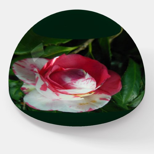 Camellia  Japonica Tri_color Paperweight