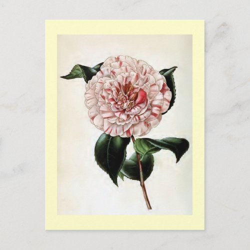 Camellia Japonica Vintage Illustration Postcard