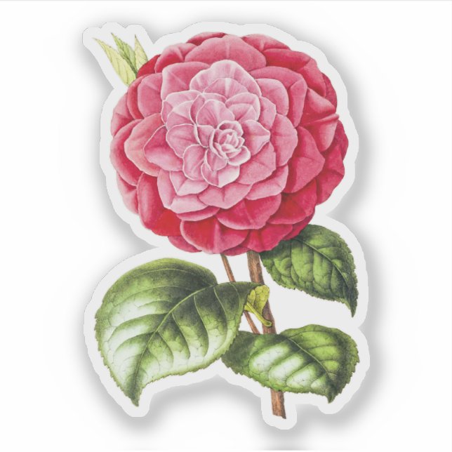 Camellia, pink rose color sticker (Front)
