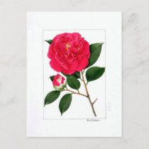 Camellia Plate: Benibotan Postcard