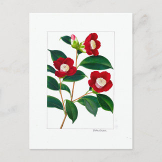 Camellia Plate: Bokuhan Postcard