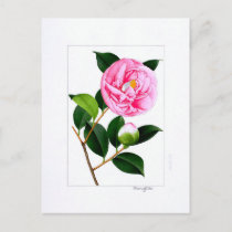 Camellia Plate: Hanafuki Postcard