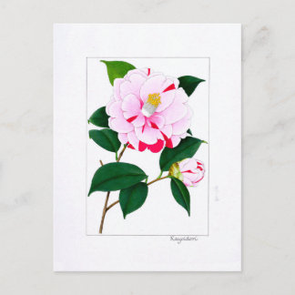 Camellia Plate: Kayoidori Postcard