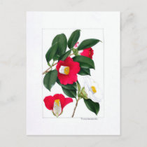 Camellia Plate: Yamatsubaki Postcard