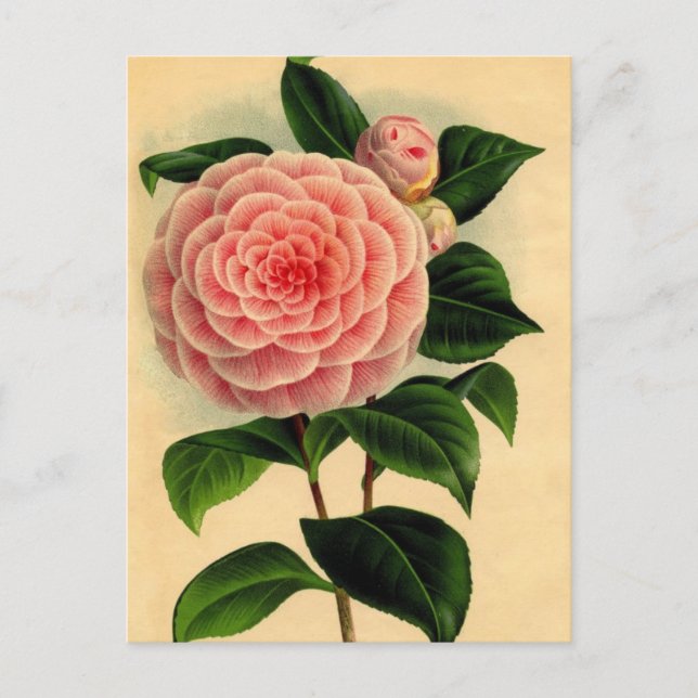 camellia postcard (Front)