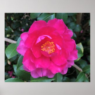 Camellia,  poster