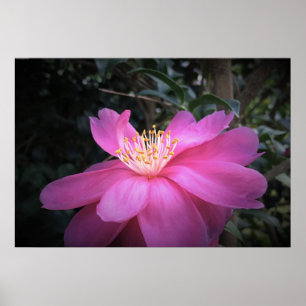 Camellia, poster