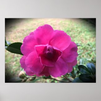 Camellia,  poster